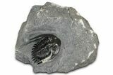 Mrakibina Trilobite - Mrakib, Morocco #352629-3